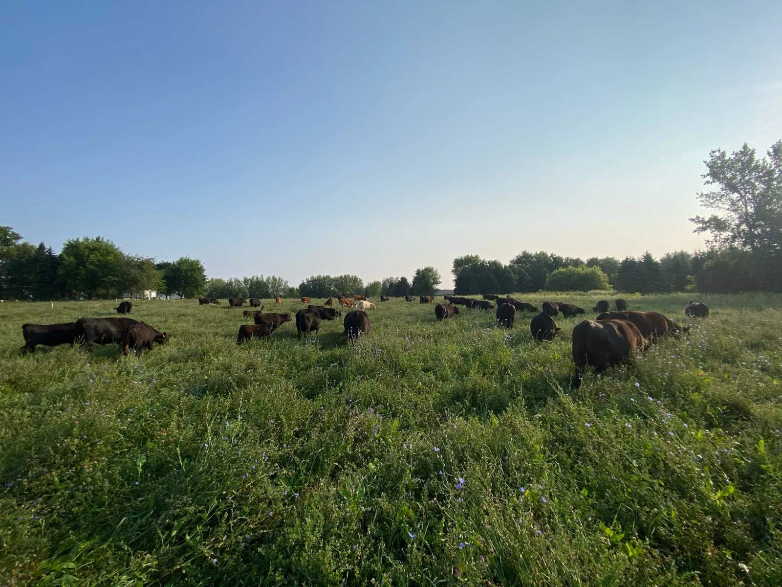 Schmidt Century Farm — photo 2