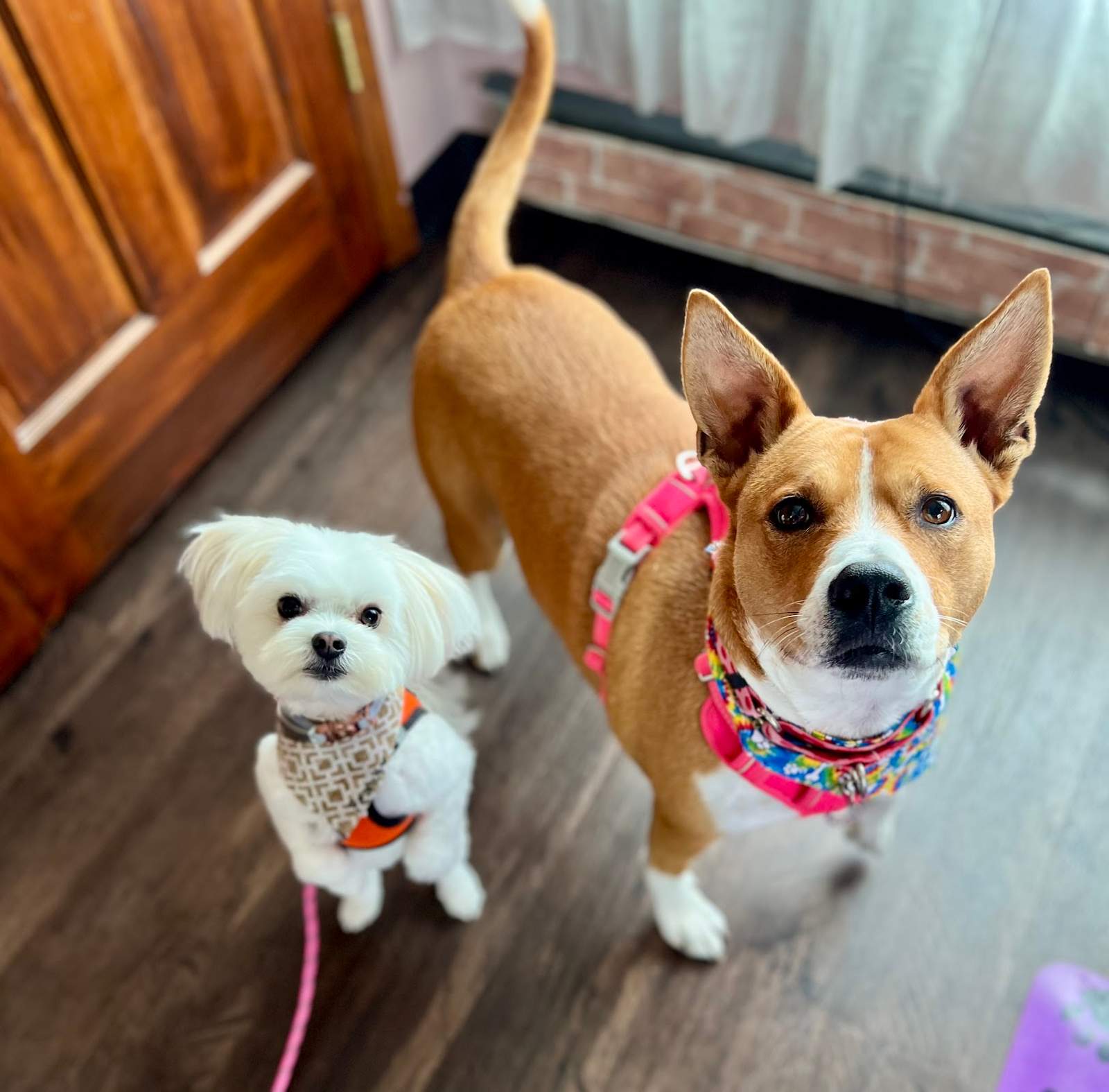 Heart & Soul Pet Grooming — photo 1